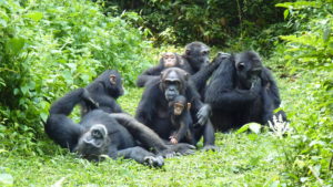 Uganda Chimpanzee Trek