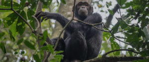 Chimpanzee Primates in Kibale