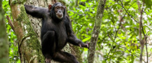 Chimpanzee Tracking Safaris in Kibale