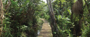 Nature Walk in Bigodi Wetland