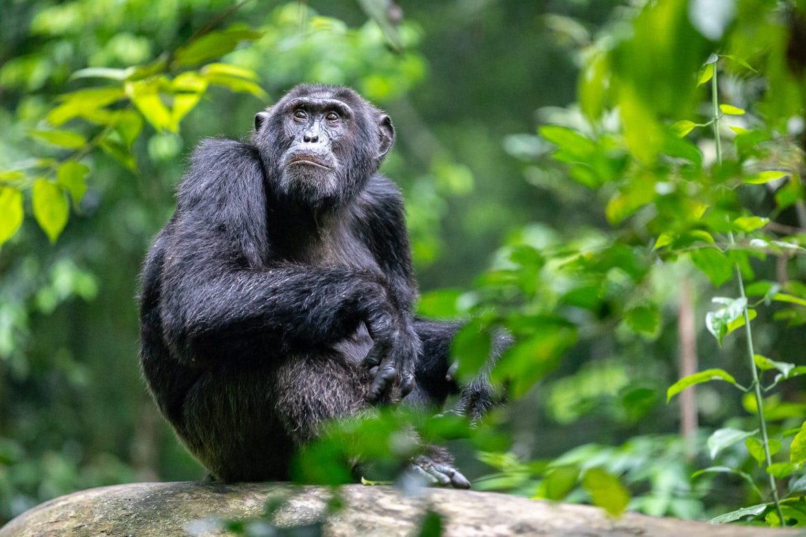 Best Places to Go Chimpanzee Tracking in Uganda